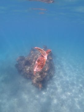 nico 宮古島に投稿された画像（2025/10/18）