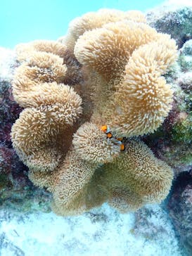 nico 宮古島に投稿された画像（2025/10/18）