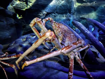 竹島水族館に投稿された画像（2025/10/18）