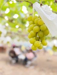 一古園に投稿された画像（2025/10/18）