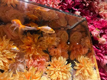 NARA KINGYO MUSEUMに投稿された画像（2025/10/18）