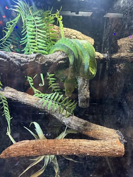 NARA KINGYO MUSEUMに投稿された画像（2025/10/18）