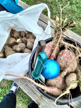 農業公園信貴山のどか村に投稿された画像（2025/10/18）