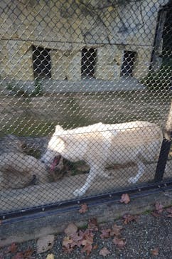 名古屋市東山動植物園に投稿された画像（2025/10/18）