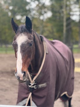 ノーザンホースパークに投稿された画像（2025/10/19）