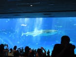 沖縄美ら海水族館に投稿された画像（2025/10/19）