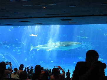 沖縄美ら海水族館に投稿された画像（2025/10/19）
