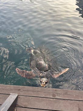 串本海中公園水族館に投稿された画像（2025/10/19）