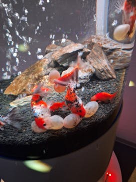 NARA KINGYO MUSEUMに投稿された画像（2025/10/19）