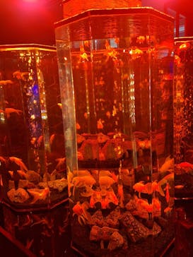 NARA KINGYO MUSEUMに投稿された画像（2025/10/19）