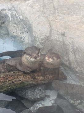大分マリーンパレス水族館 「うみたまご」に投稿された画像（2025/10/19）