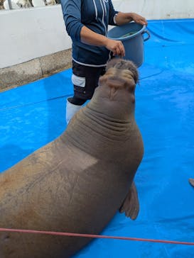 大分マリーンパレス水族館 「うみたまご」に投稿された画像（2025/10/19）