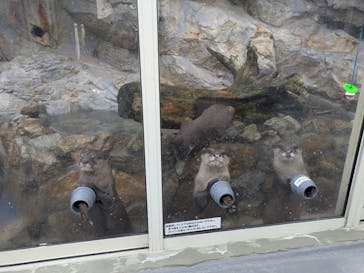 大分マリーンパレス水族館 「うみたまご」に投稿された画像（2025/10/19）