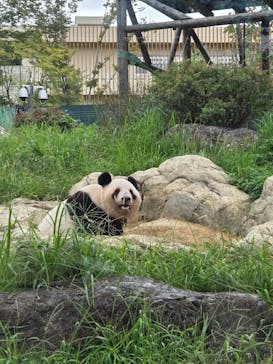 恩賜上野動物園に投稿された画像（2025/10/19）