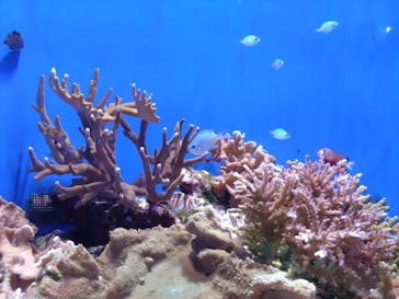 沖縄美ら海水族館に投稿された画像（2025/10/19）