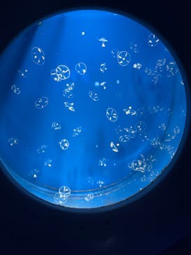 新江ノ島水族館に投稿された画像（2025/10/19）