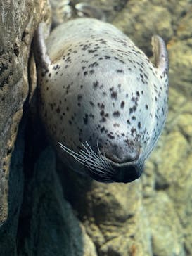 新江ノ島水族館に投稿された画像（2025/10/19）