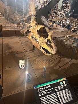 福井県立恐竜博物館に投稿された画像（2025/10/19）