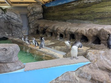 しながわ水族館に投稿された画像（2025/10/19）