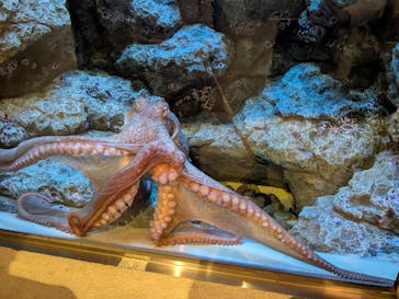 しながわ水族館に投稿された画像（2025/10/19）