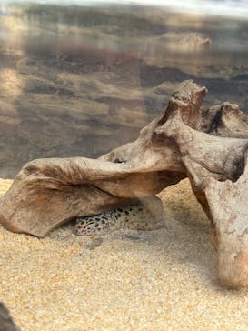 恩賜上野動物園に投稿された画像（2025/10/19）