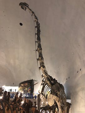 福井県立恐竜博物館に投稿された画像（2025/10/19）