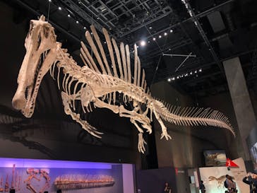 福井県立恐竜博物館に投稿された画像（2025/10/19）