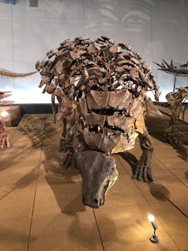 福井県立恐竜博物館に投稿された画像（2025/10/19）