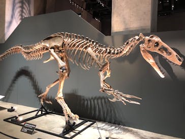 福井県立恐竜博物館に投稿された画像（2025/10/19）