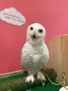 アニタッチららぽーと名古屋みなとアクルスに投稿された画像（2025/10/19）