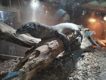 体感型動物園iZooに投稿された画像（2025/10/19）