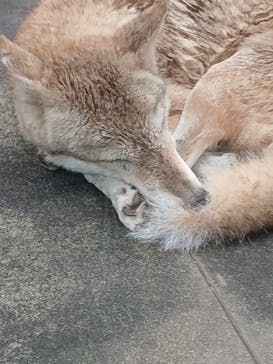 天王寺動物園に投稿された画像（2025/10/19）
