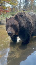 サホロリゾート　ベア･マウンテンに投稿された画像（2025/10/19）