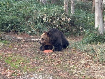 サホロリゾート　ベア･マウンテンに投稿された画像（2025/10/19）