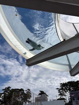 越前松島水族館に投稿された画像（2025/10/19）