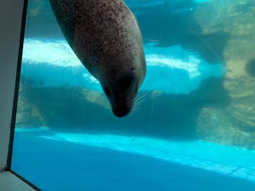 越前松島水族館に投稿された画像（2025/10/19）