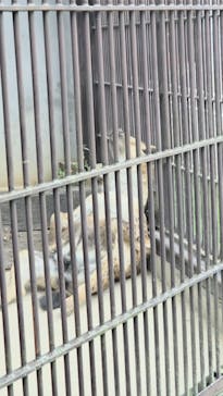 宇都宮動物園に投稿された画像（2025/10/19）