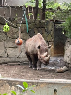 恩賜上野動物園に投稿された画像（2025/10/19）