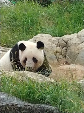 恩賜上野動物園に投稿された画像（2025/10/19）