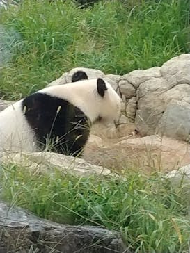 恩賜上野動物園に投稿された画像（2025/10/19）