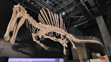 福井県立恐竜博物館に投稿された画像（2025/10/19）