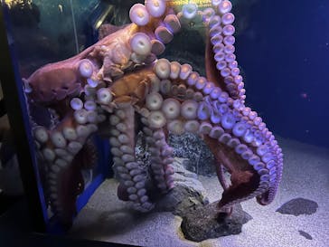 新江ノ島水族館に投稿された画像（2025/10/19）