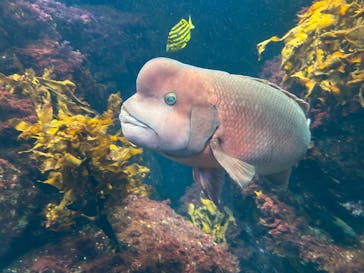 新江ノ島水族館に投稿された画像（2025/10/19）