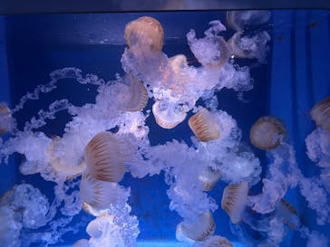 新江ノ島水族館に投稿された画像（2025/10/19）