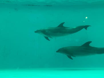 しながわ水族館に投稿された画像（2025/10/19）