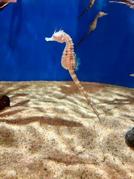 しながわ水族館に投稿された画像（2025/10/19）