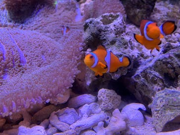 しながわ水族館に投稿された画像（2025/10/19）