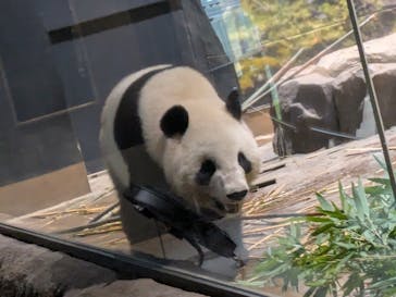 恩賜上野動物園に投稿された画像（2025/10/19）