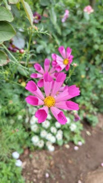 横浜イングリッシュガーデンに投稿された画像（2025/10/19）