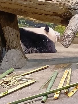 恩賜上野動物園に投稿された画像（2025/10/19）